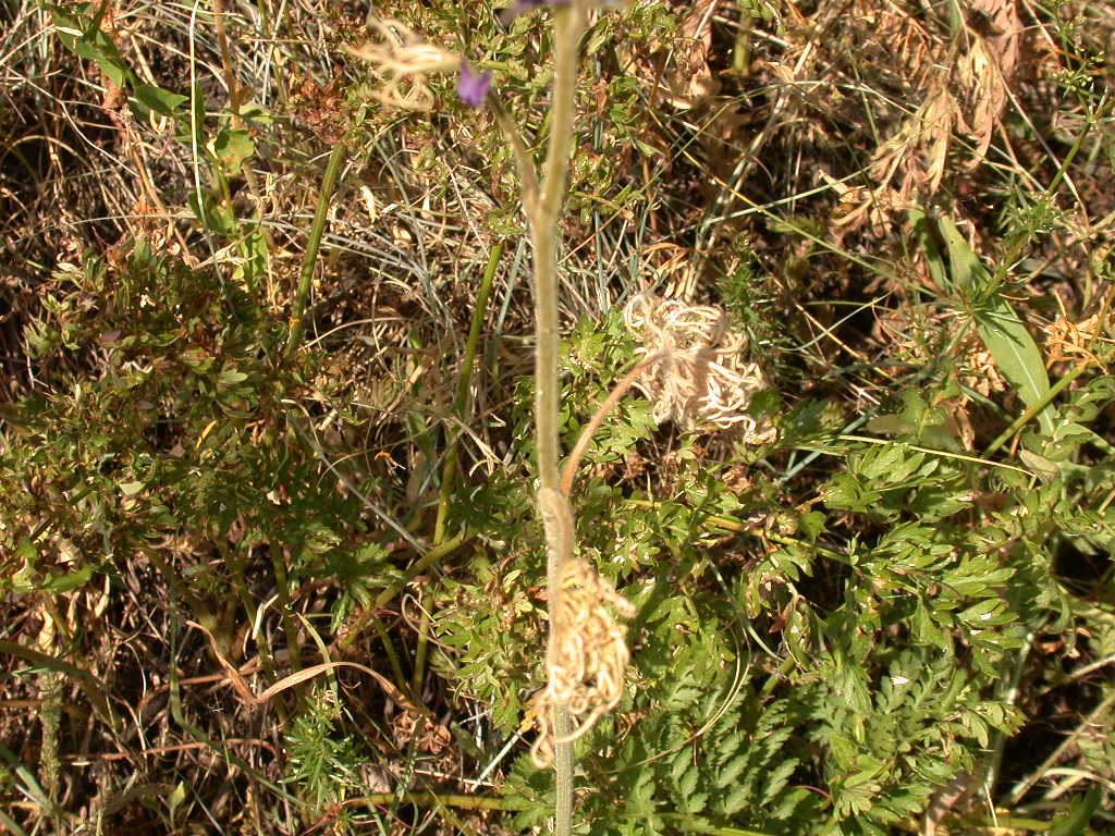 Delphinium fissum / Speronella lacerata